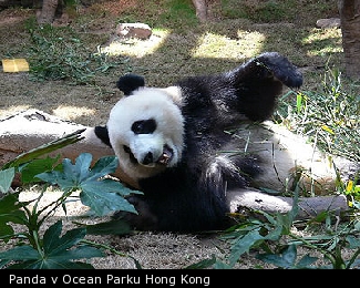 Panda v Ocean Parku Hong Kong